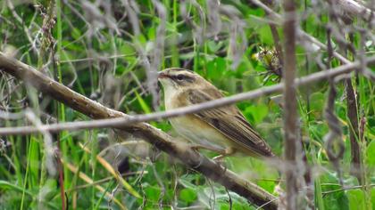 Sedge Warbler
