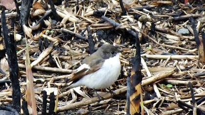 European Pied Flycatcher