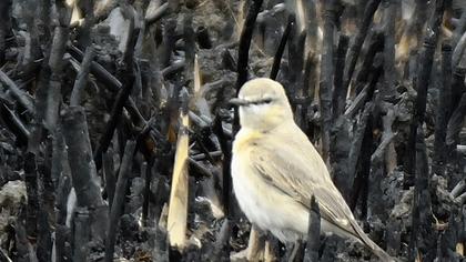 Isabelline Wheatear