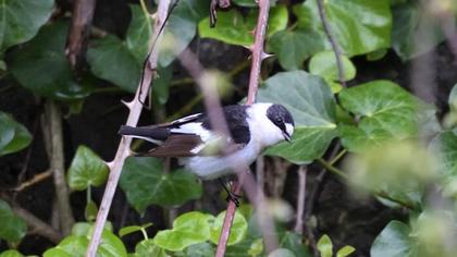 Collared Flycatcher