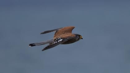 Common Kestrel