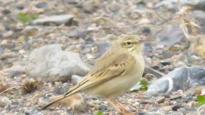 Tawny Pipit