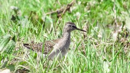 Wood Sandpiper