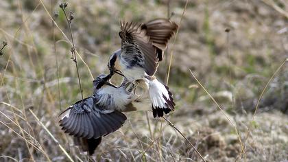 Northern Wheatear