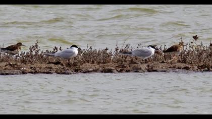 Gull-billed Tern
