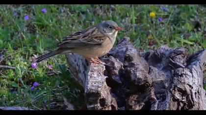 Ortolan Bunting