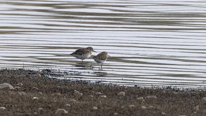 Wood Sandpiper