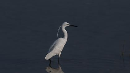 Little Egret