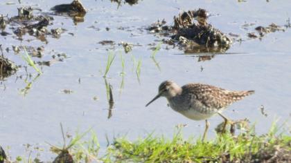 Wood Sandpiper