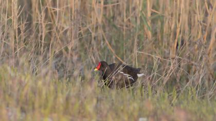 Common Moorhen