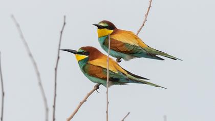 European Bee-eater