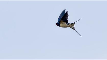 Barn Swallow