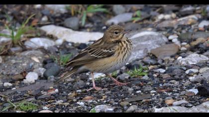 Tree Pipit