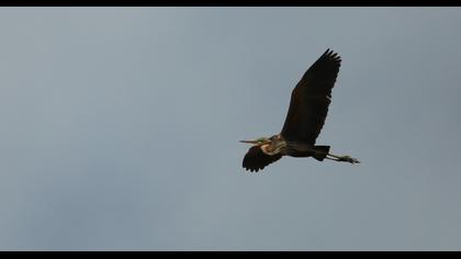 Purple Heron