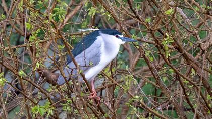 Black-crowned Night Heron