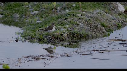 Common Sandpiper