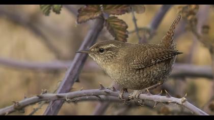 Eurasian Wren