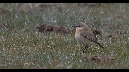 Isabelline Wheatear