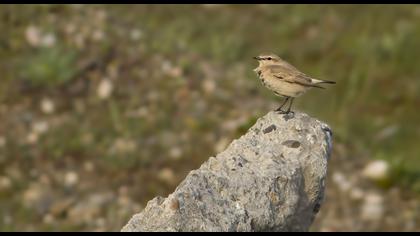 Isabelline Wheatear