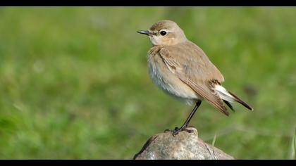 Isabelline Wheatear