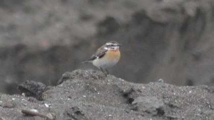 Whinchat