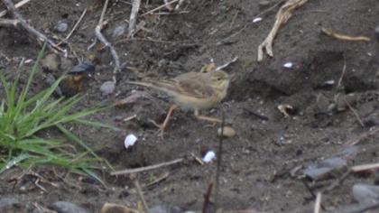 Tawny Pipit
