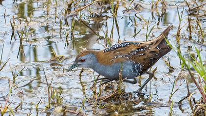 Baillon`s Crake