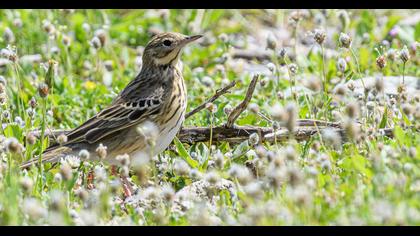 Tree Pipit