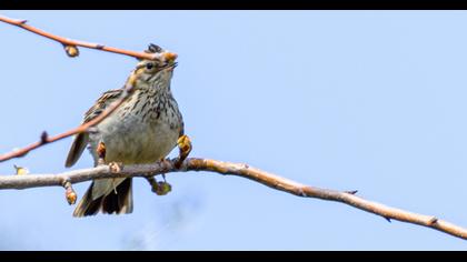 Woodlark