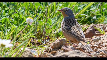 Cretzschmar`s Bunting