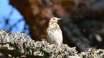 Tree Pipit