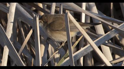 Eurasian Reed Warbler