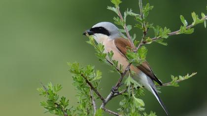 Red-backed Shrike