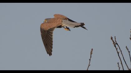 Common Kestrel