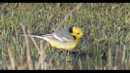 Sarıbaşlı kuyruksallayan