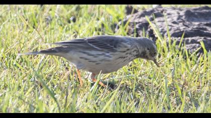 Buff-bellied Pipit