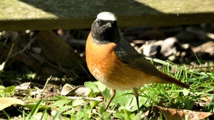Common Redstart