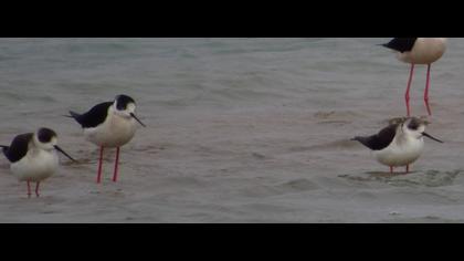 Black-winged Stilt