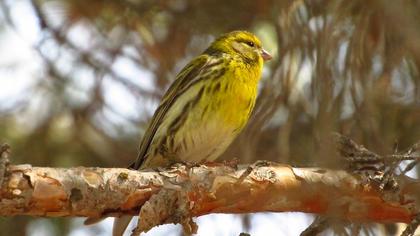 European Serin