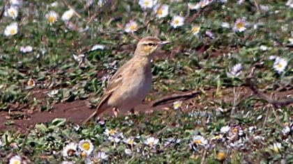 Tawny Pipit