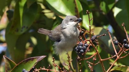 Lesser Whitethroat