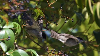 Eurasian Blackcap