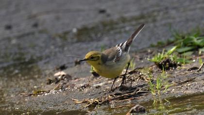 Western Yellow Wagtail