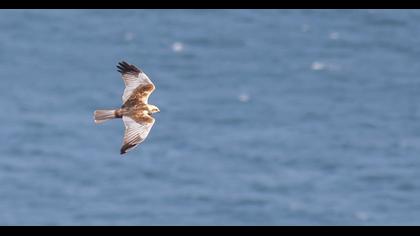 Western Marsh Harrier