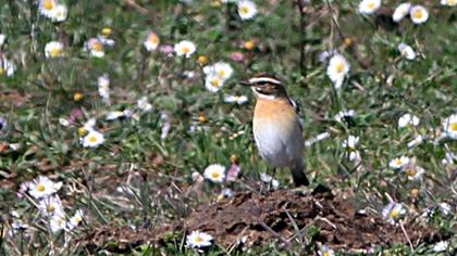 Whinchat