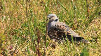 European Turtle Dove