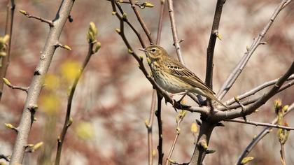Tree Pipit