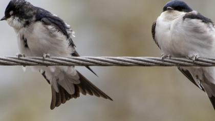 Common House Martin
