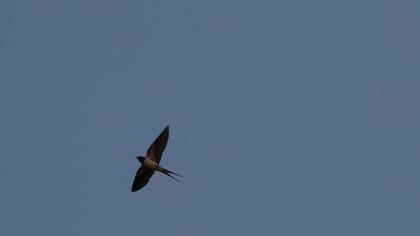 Barn Swallow