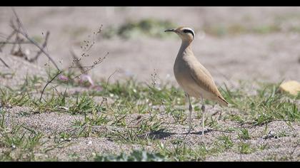 Cream-colored Courser
